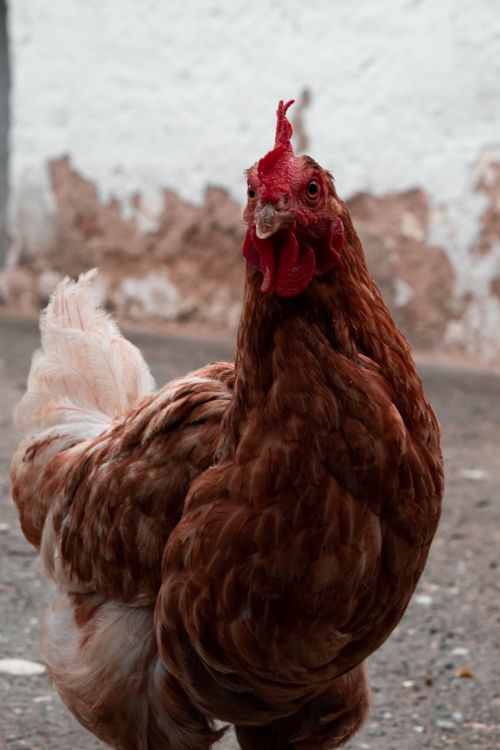 Free Detailed photograph of a hen against a rustic background in Malatya, Türkiye. Stock Photo