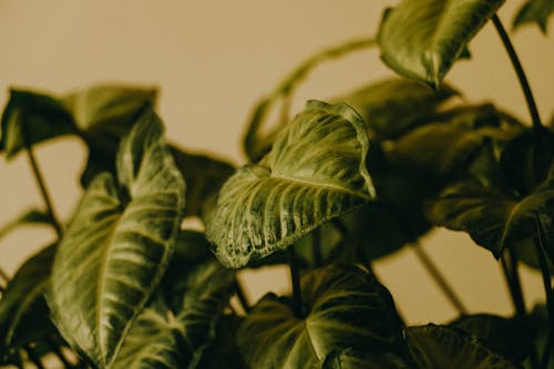 A close up of a plant with green leaves