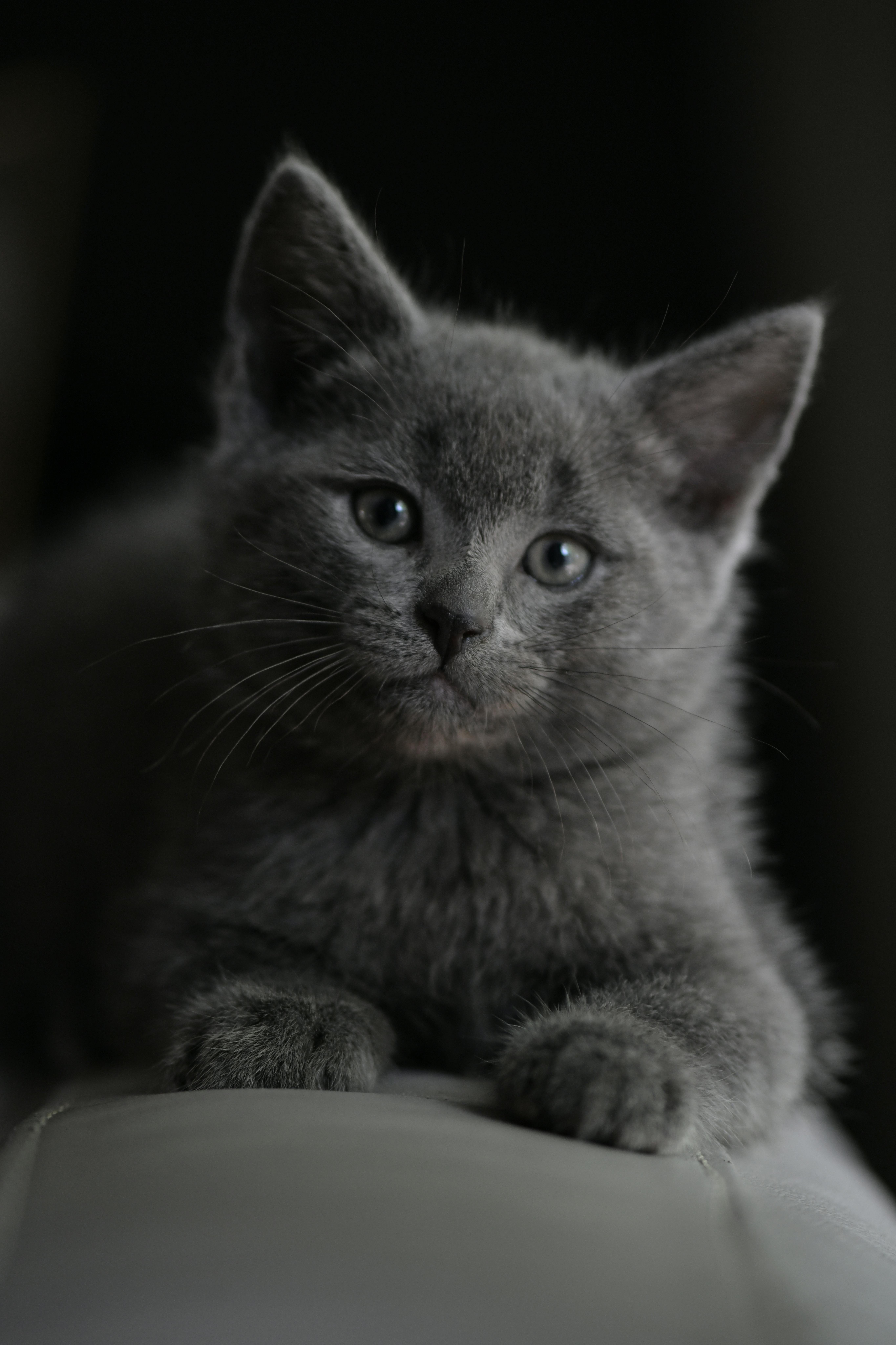bezplatná Základová fotografie zdarma na téma černé pozadí, detail, domácí mazlíček Základová fotografie