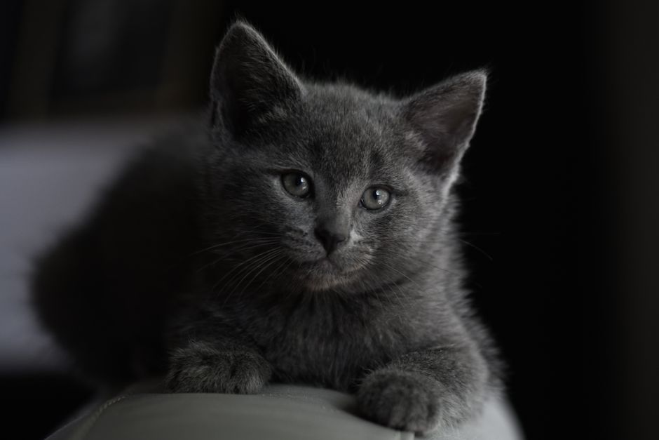 Close-up of a charming gray kitten lying indoors with soft lighting.