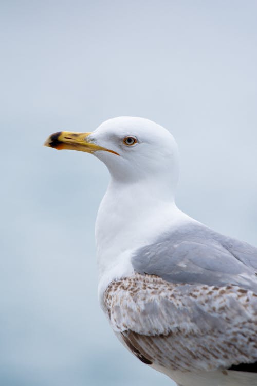 Portrait of a Seagull