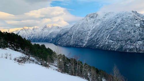 Foto stok gratis fjord, gletser, hutan