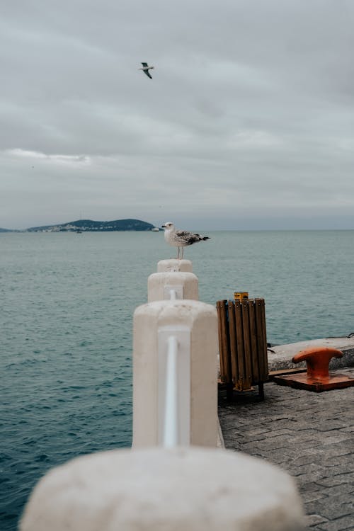 Seagull Standing on Pier Railing