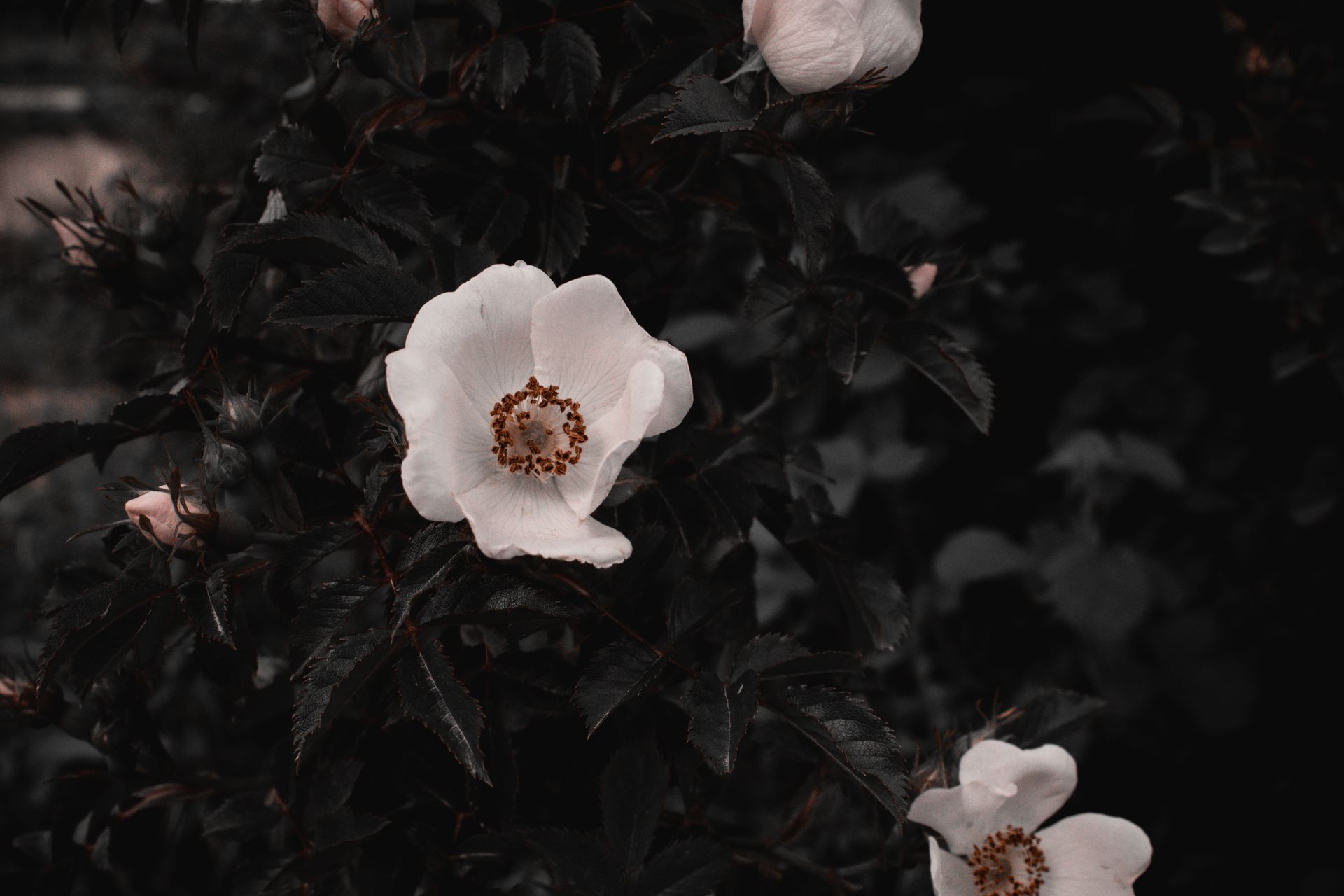 Captivating white wild rose amidst green foliage in Malatya, Türkiye, symbolizing summer's beauty.