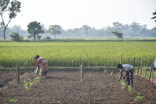 People Gardening with Hand Hoe