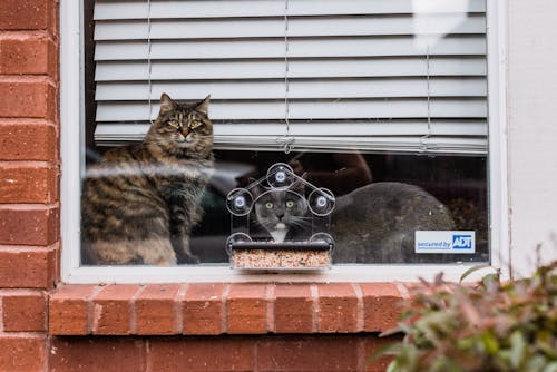 Two Cats on a Windowsill Photographed from the Outside 