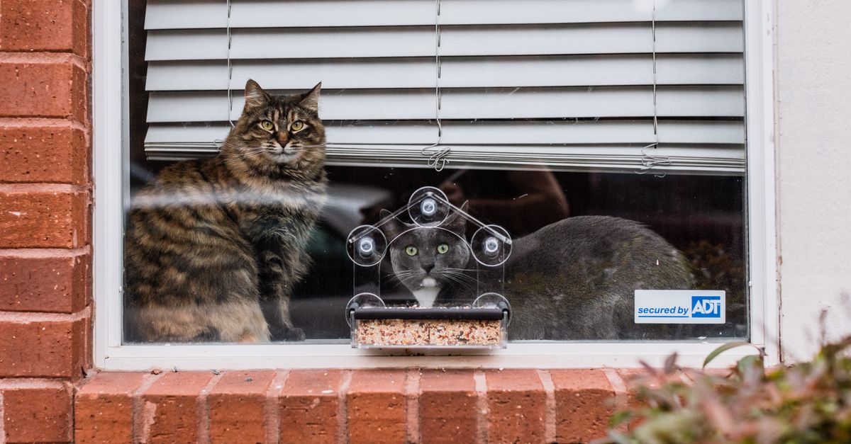 Dois gatos sentados perto de uma janela observando pássaros em um comedouro, atrás de uma fachada de tijolos.