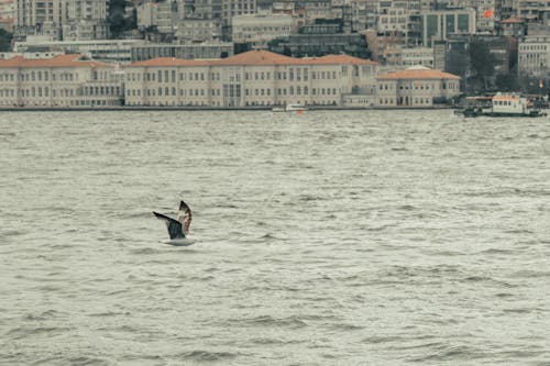 Imagine de stoc gratuită din animal, bosphorus, clădiri