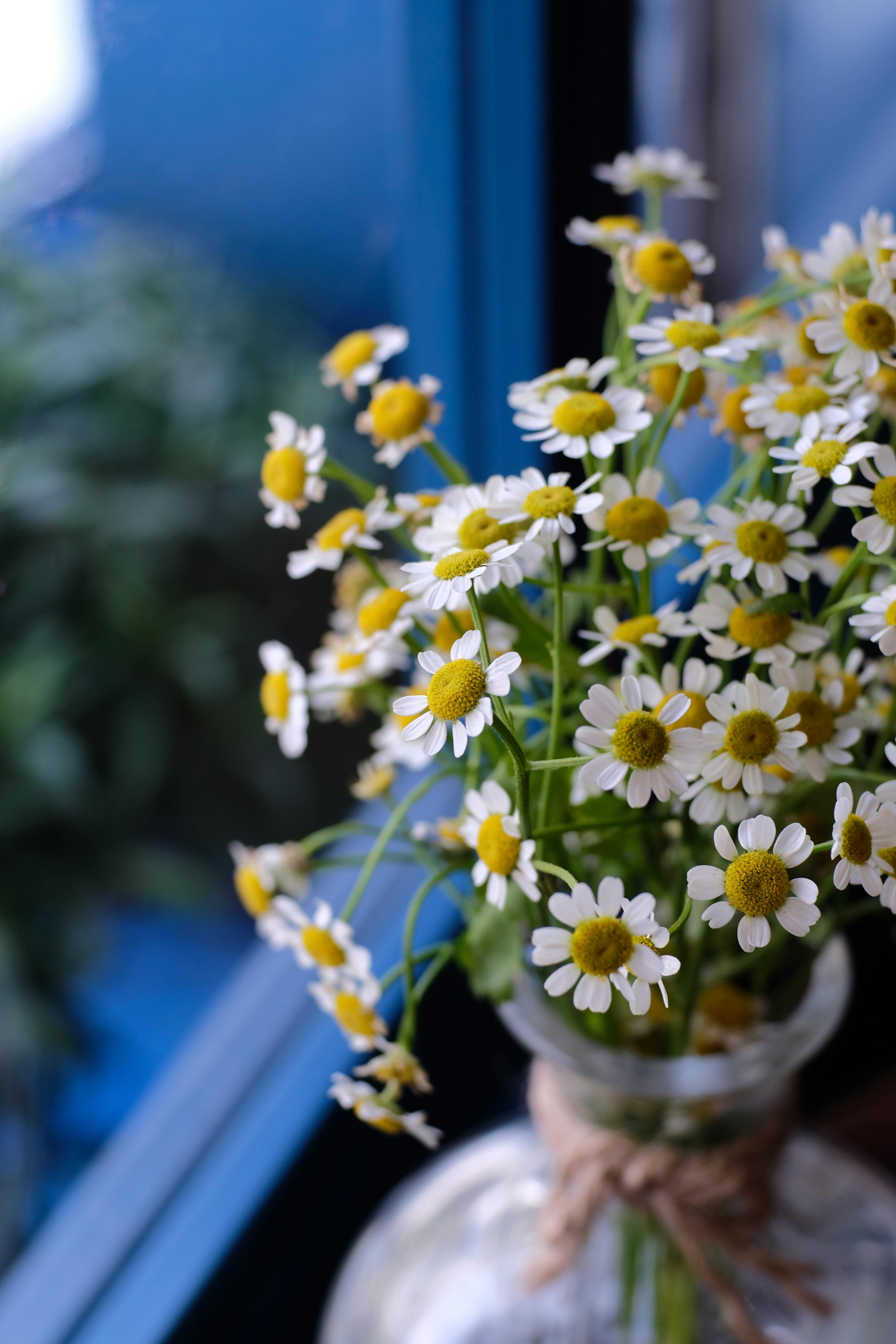Chamomile Flowers near Window · Free Stock Photo