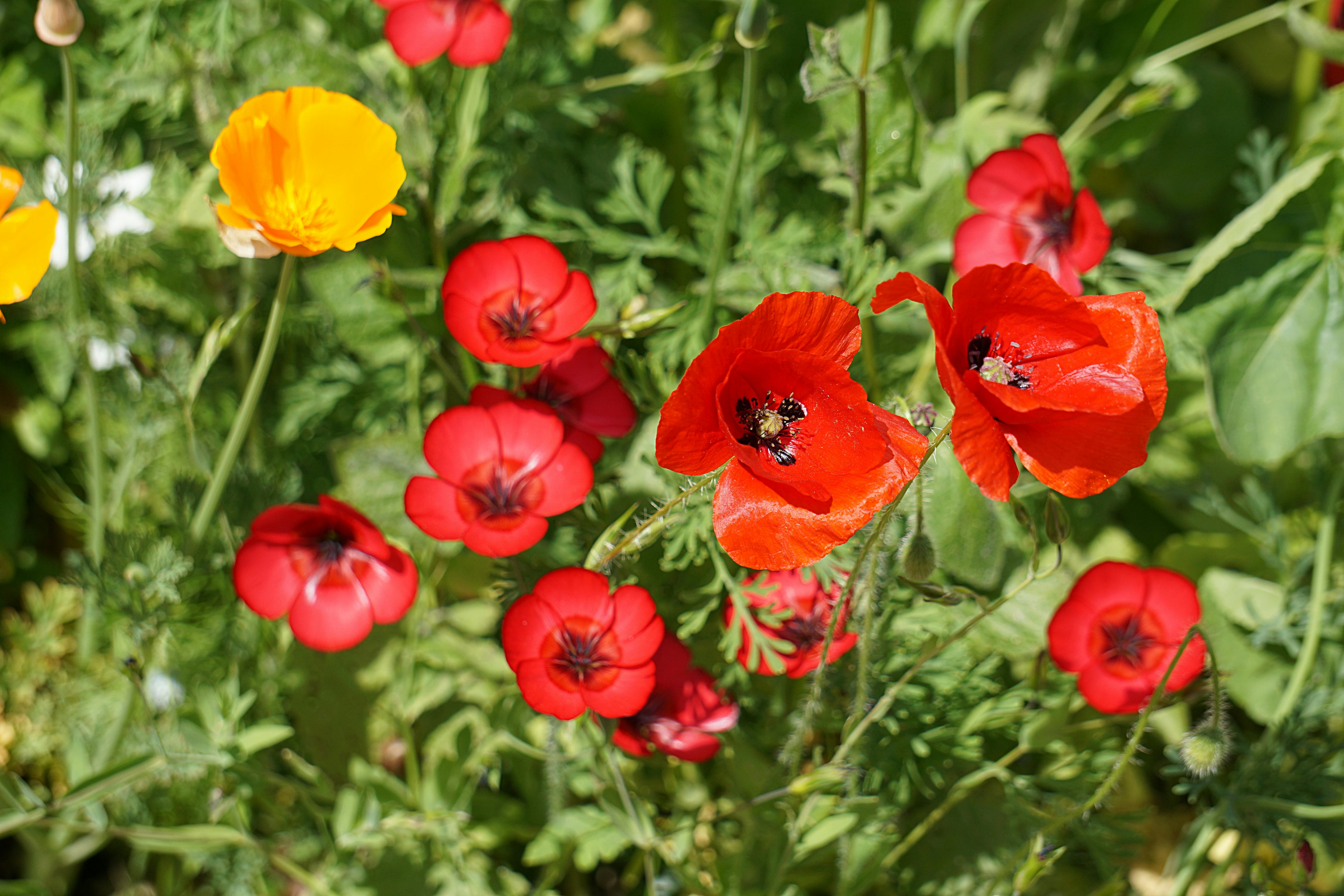 Photo Gratuite De Botanique Champs Coquelicots Photo Gratuite De Botanique Champs Coquelicots