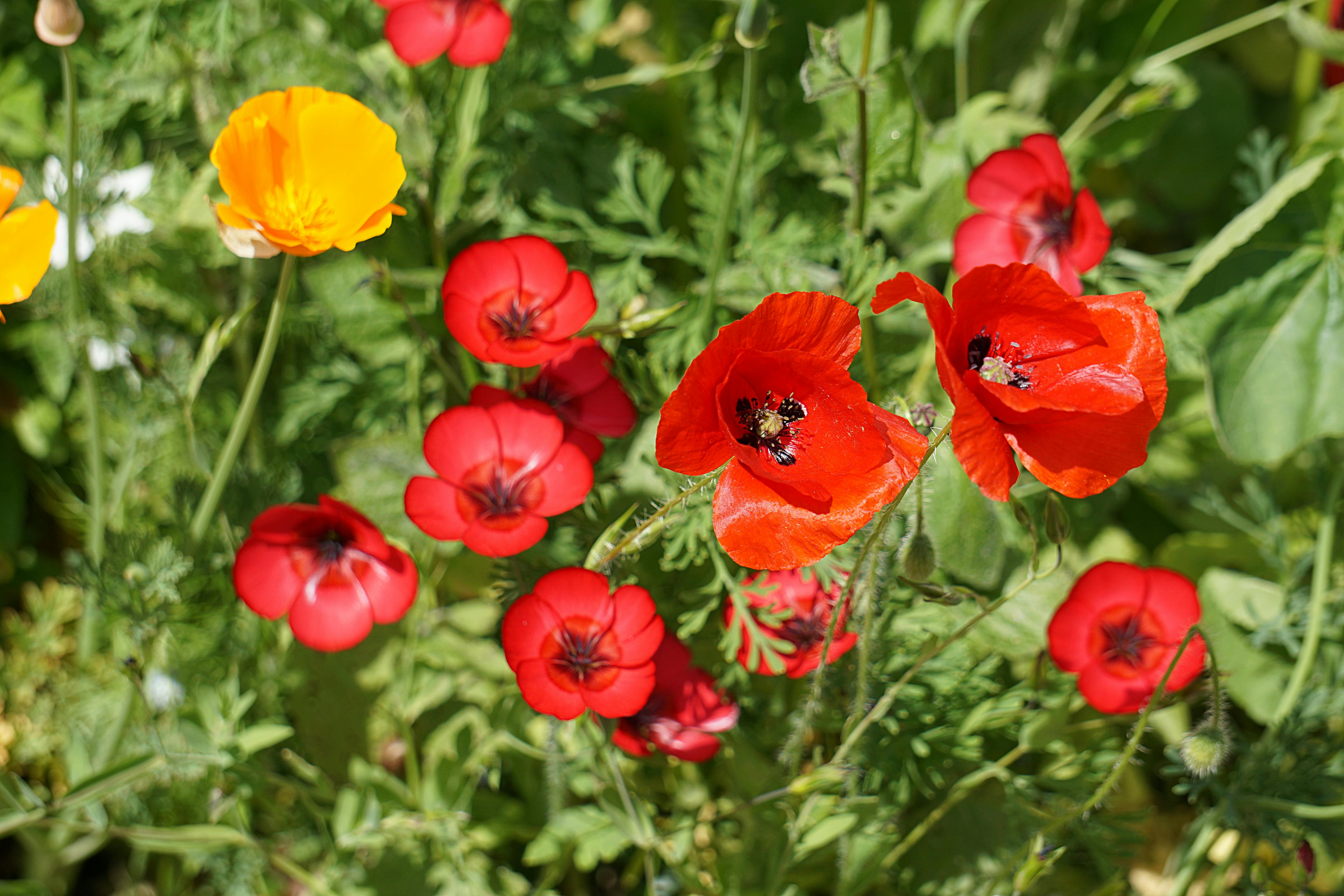 Photo Gratuite De Botanique Champs Coquelicots