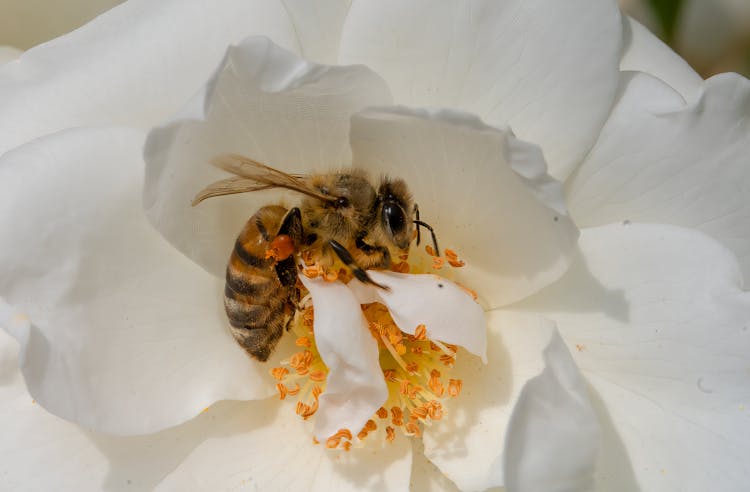 Bee On White Flower