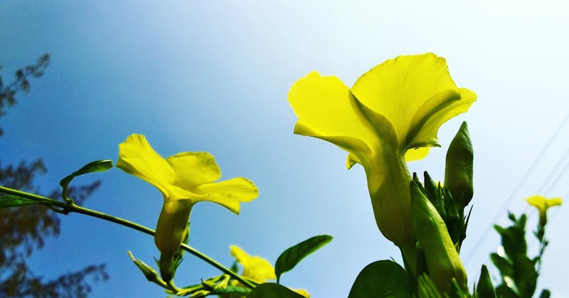 Entretien ULM: Checklist et Conseils