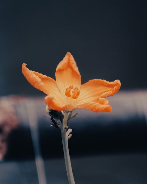 Orange Flower Blooming Outdoors