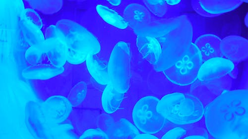 Free stock photo of blue wallpaper, medusa, sea