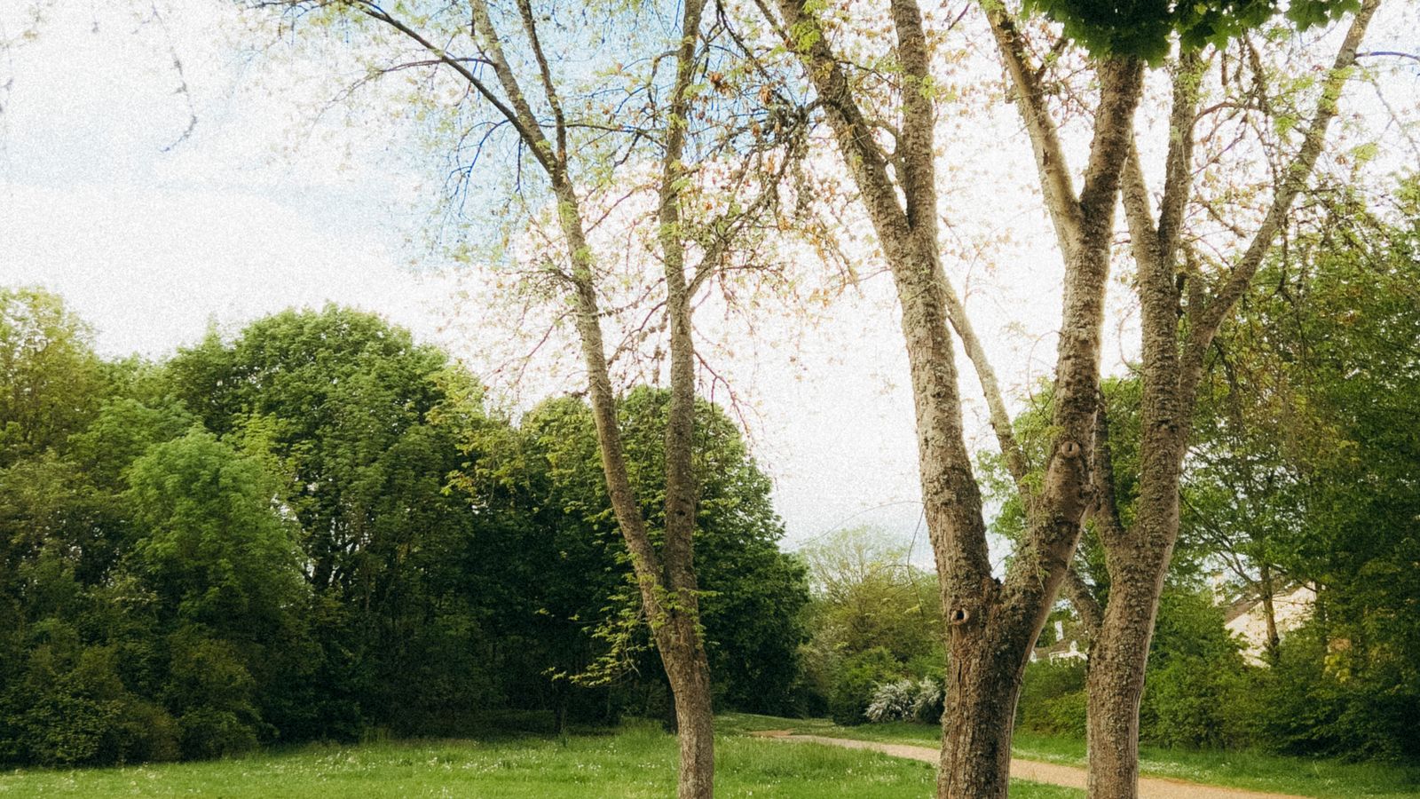 Trees beside a path through a green park