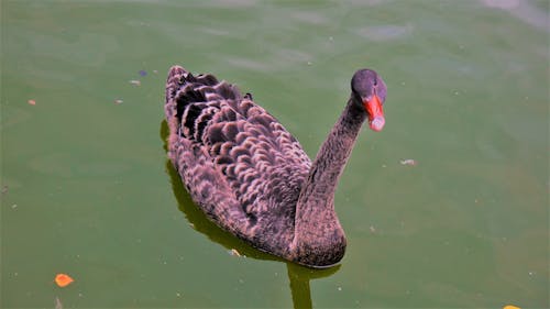 Free stock photo of black swan