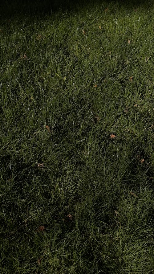 çekilmiş, çim, dikey atış içeren Ücretsiz stok fotoğraf