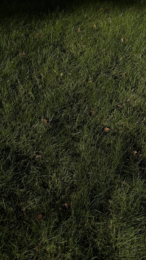 High Angle View of Grass 