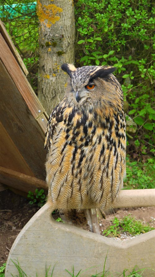 Free stock photo of barn owl, bird