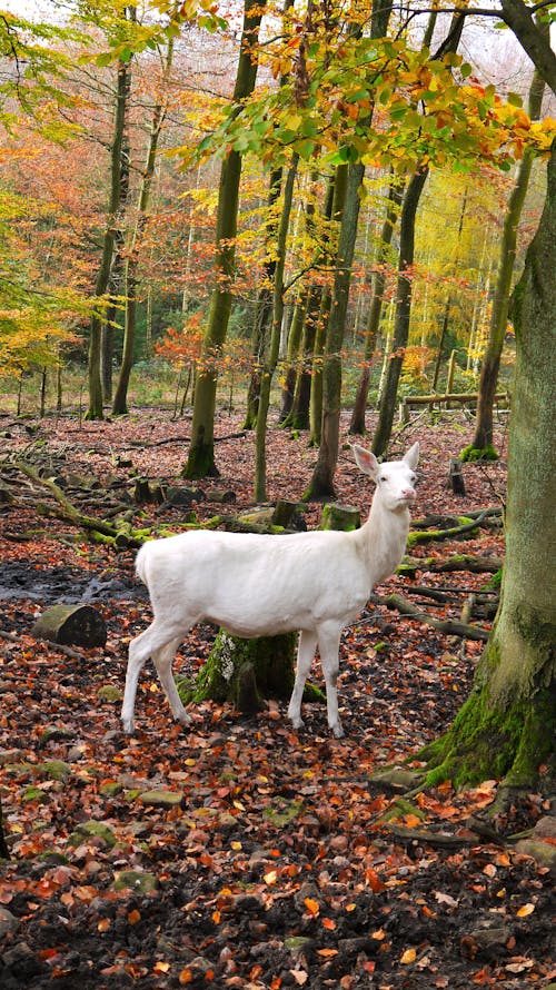 A Deer in a Forest 