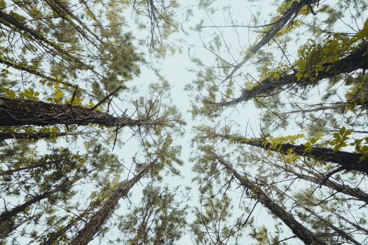Low angle view of tall trees in a serene Florida forest with clear sky.