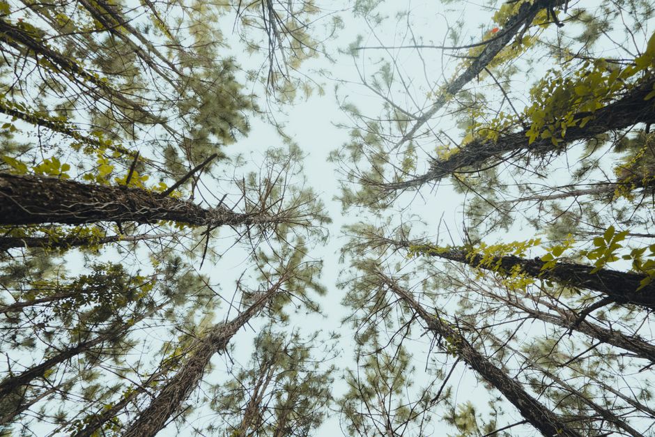 Low angle view of tall trees in a serene Florida forest with clear sky.