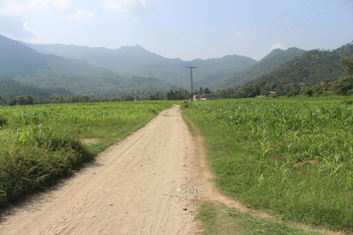 Foto d'estoc gratuïta de agricultura, camí de terra, camp