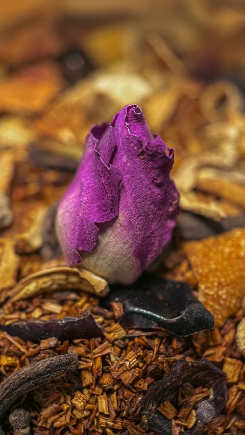 Free stock photo of close up, close up rose, dry rose Stock Photo