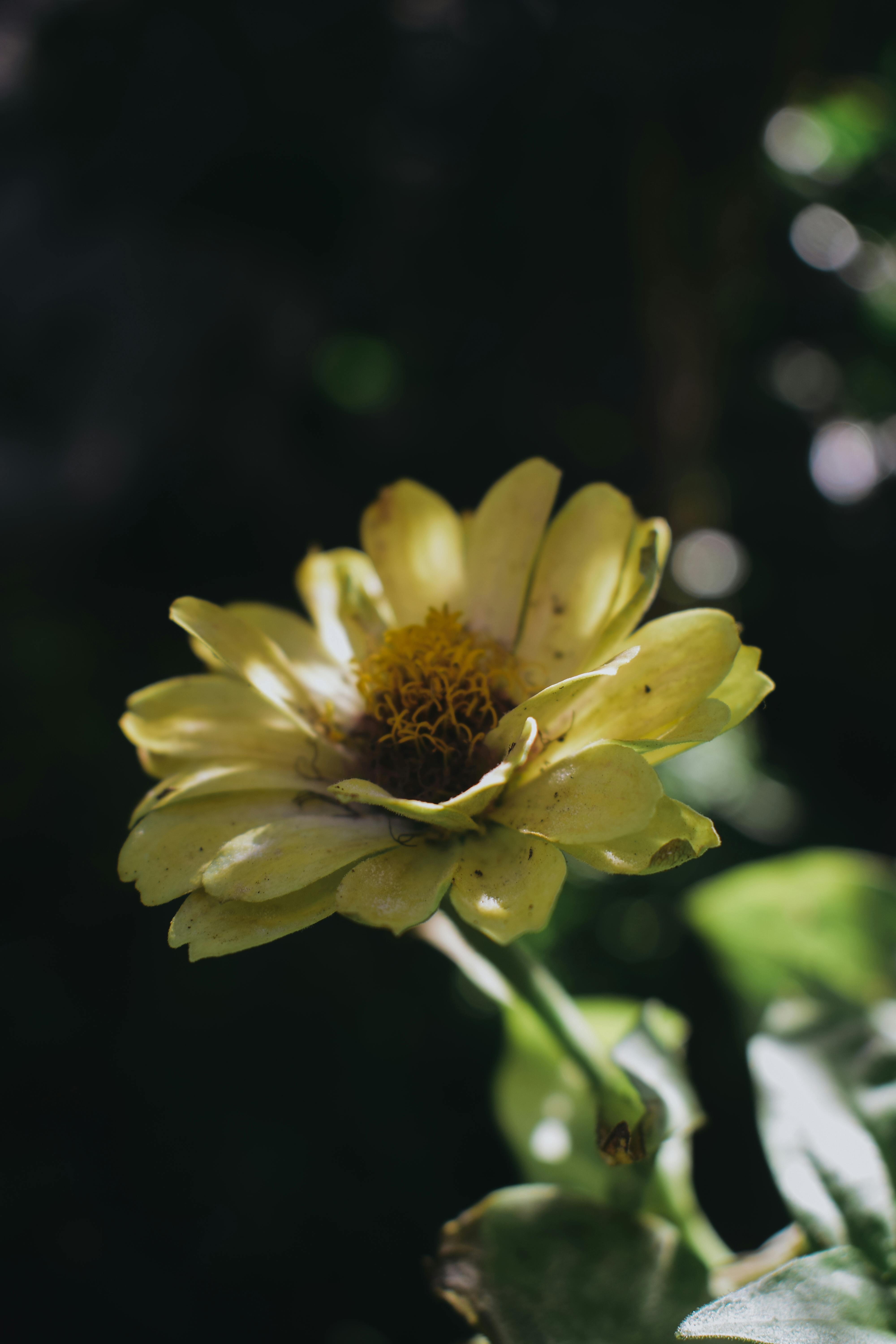 Red Flower of Arrowroot · Free Stock Photo