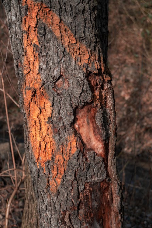 Gratis lagerfoto af bark, brun, efterår