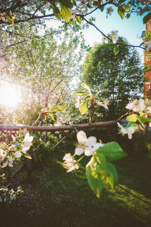 Kostnadsfri bild av blommor, fjäder, körsbärsträd