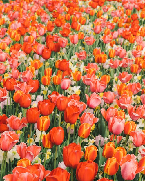 Bed of Red Blooming Tulips
