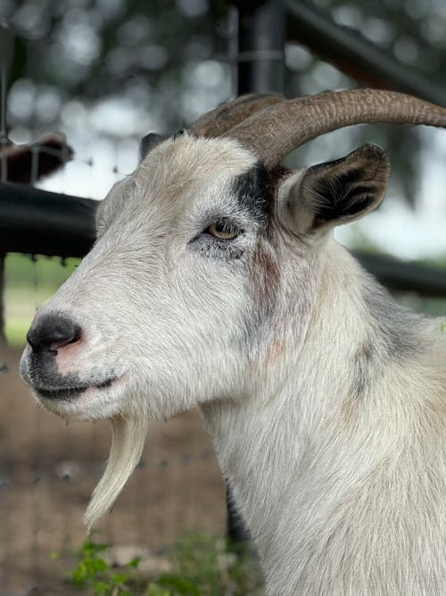 動物攝影, 垂直拍攝, 山羊 的 免費圖庫相片