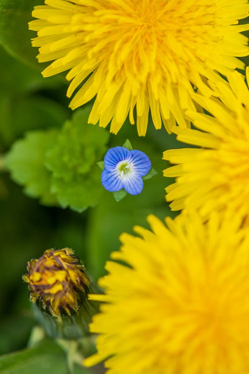 Gratis stockfoto met bloem, bovenaanzicht, detailopname