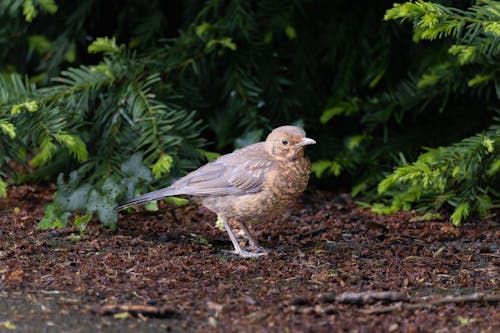 Kostenloses Stock Foto zu amsel, boden, klein