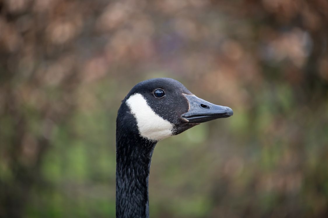 Photo Reference Image Goose A Portrait of a Goose · Free Stock Photo