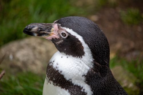Free Detailed close-up of a Humboldt penguin in its natural habitat, showcasing its unique features. Stock Photo