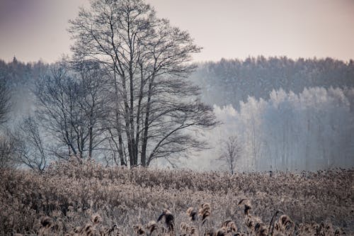 Free Frosted Grass and Trees in Winter Stock Photo