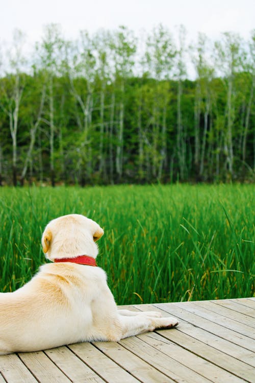 Dog Lying on a Boardwalk in Front of Green Grass