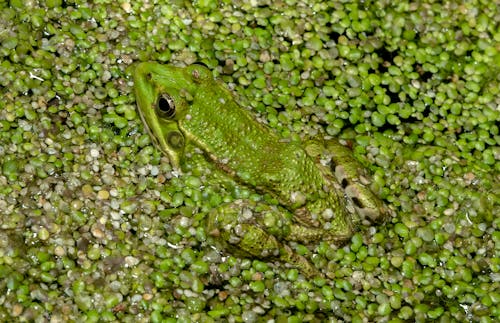 Camouflage of Green Frog