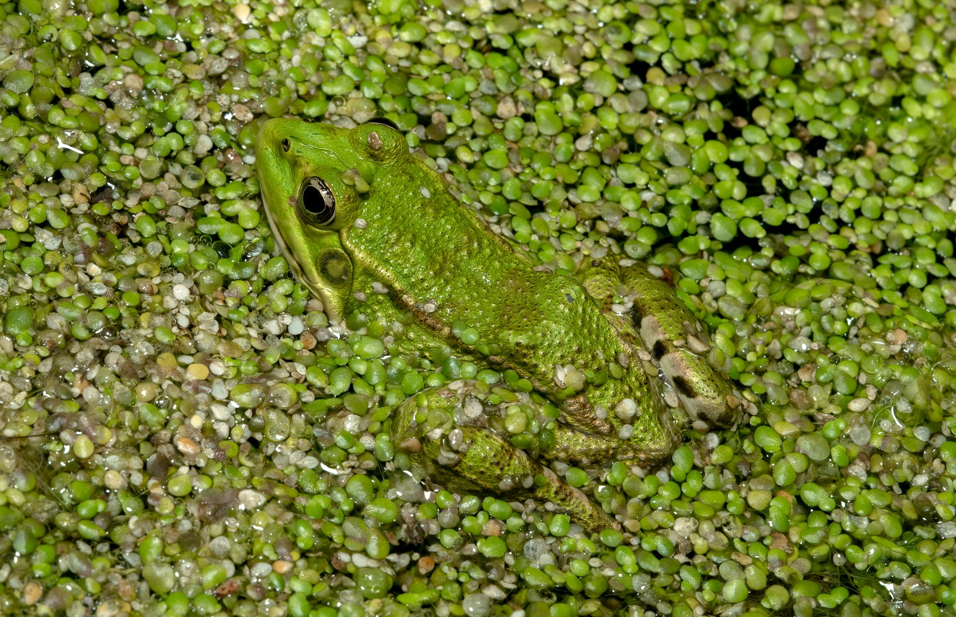 Close-up of a camouflaged green frog among plants in Bandar Anzali, Iran.