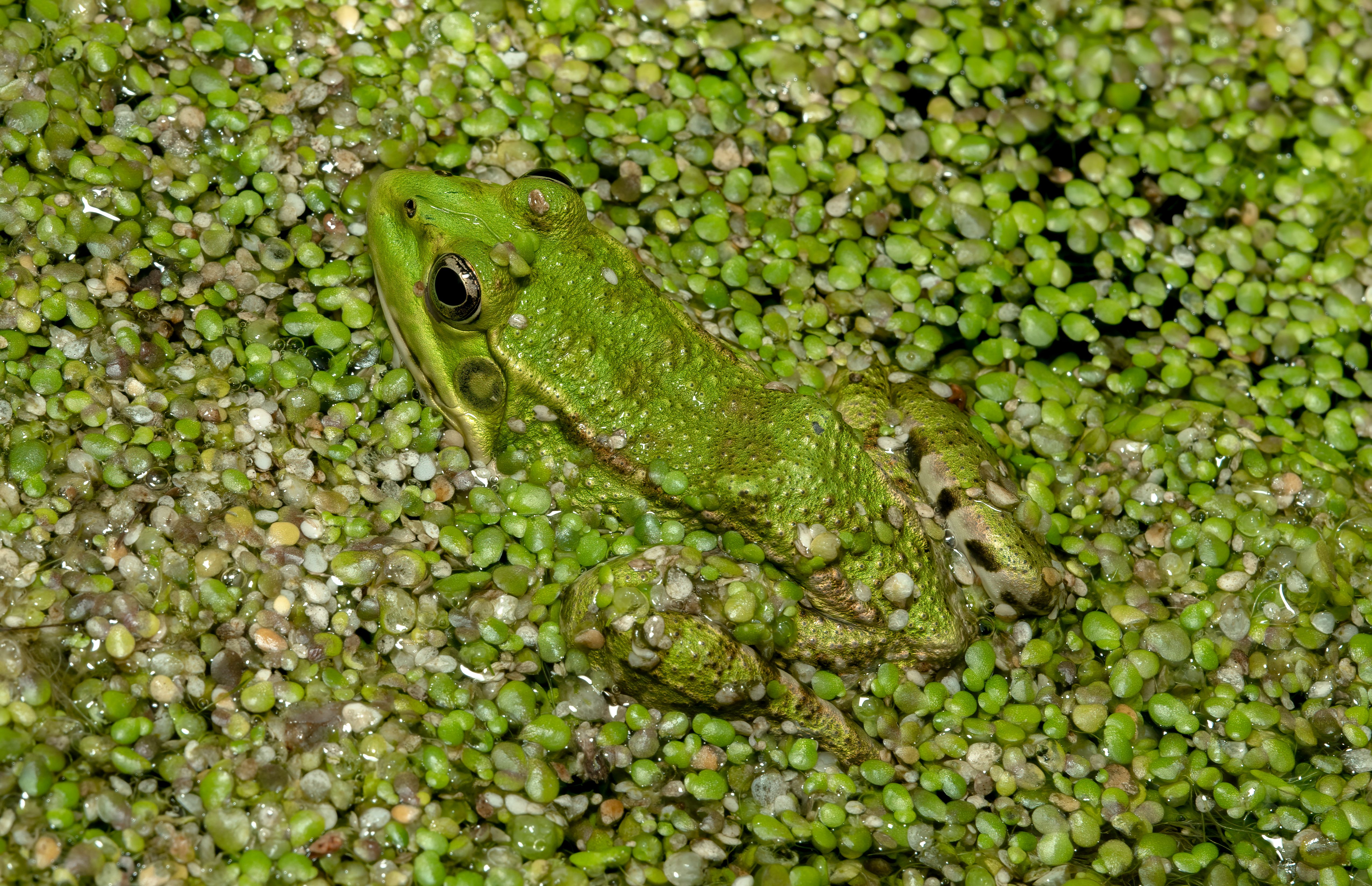 Camouflage of Green Frog · Free Stock Photo