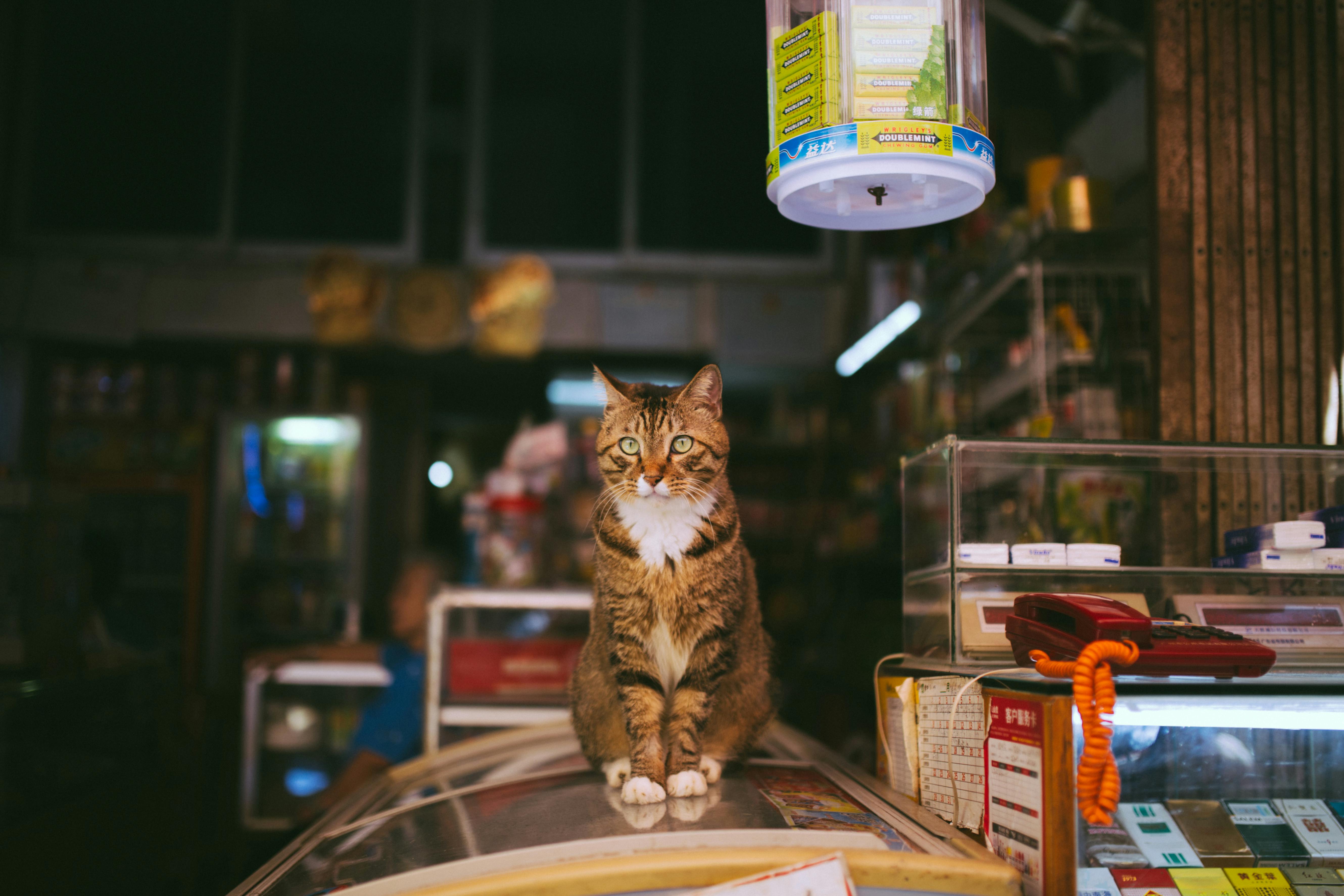 brown tabby cat