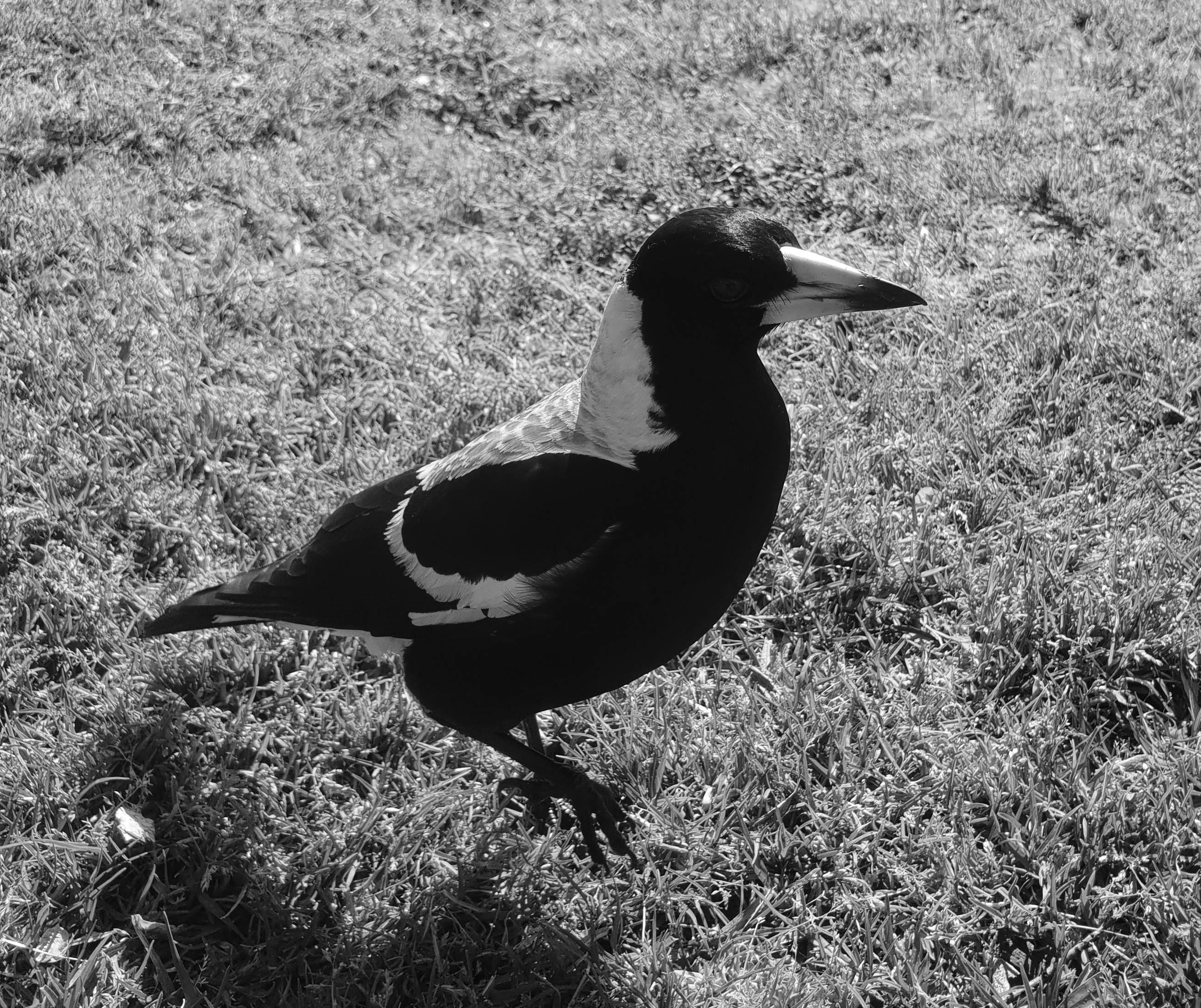Free stock photo of bird, bird portrait, black and white