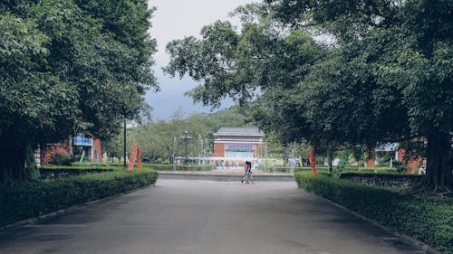 Immagine gratuita di alberi, cina, città