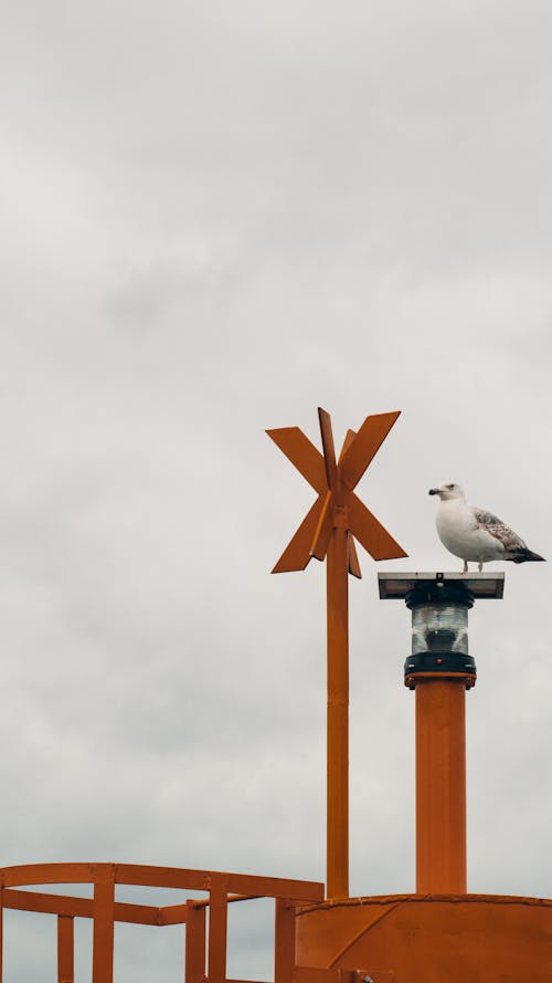 Close-up of a Seagull Perching on the Chimney