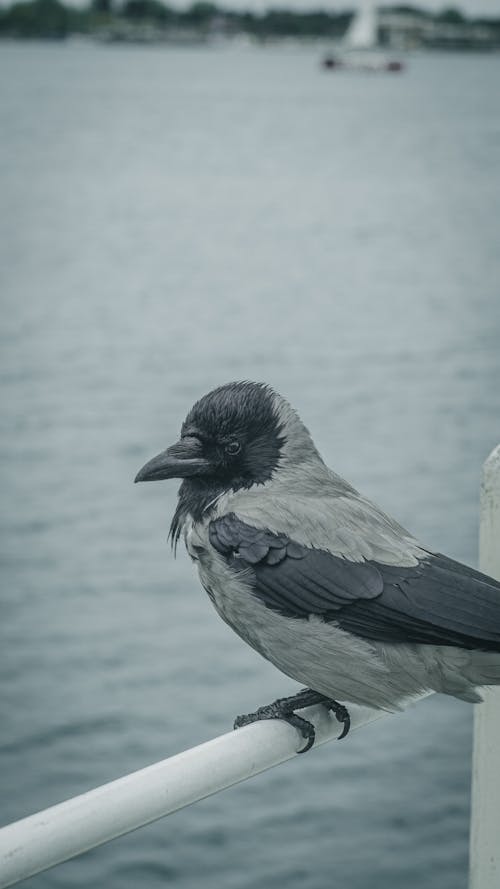 A Blckbird by the Sea