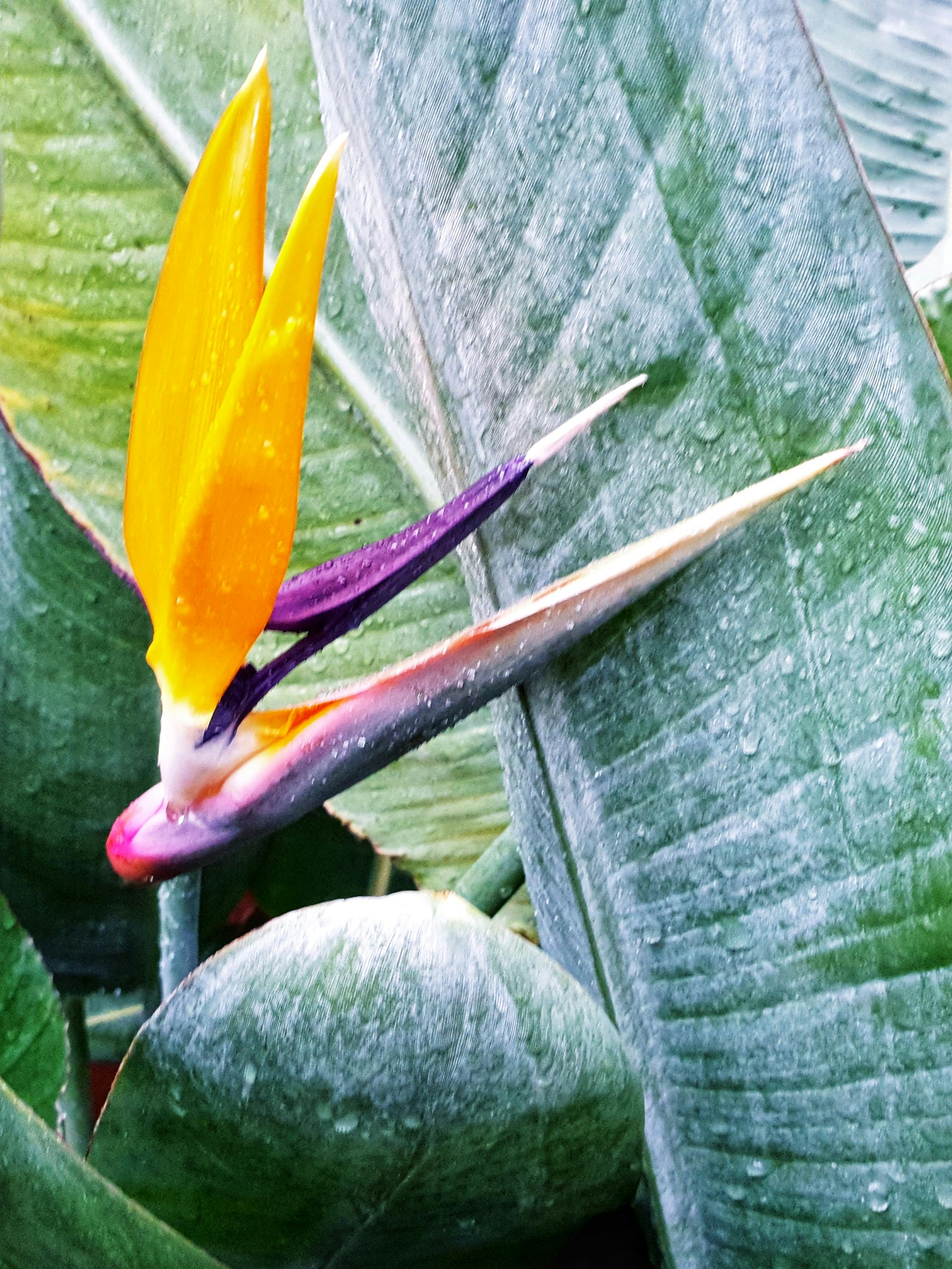 free-stock-photo-of-bird-of-paradise-birds-of-paradise-flower-green