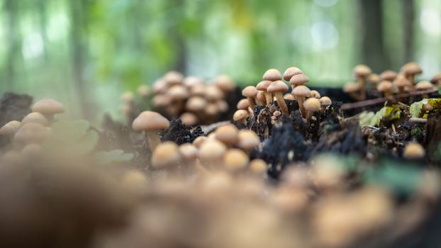 Cluster of small mushrooms growing on damp forest floor in autumn.